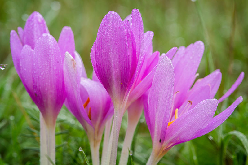 Light Pink Crocus Flower seeds for Planting - Premium Quality, Heirloom & GMO Free Seeds for Home Garden