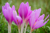 Light Pink Crocus Flower seeds for Planting - Premium Quality, Heirloom & GMO Free Seeds for Home Garden