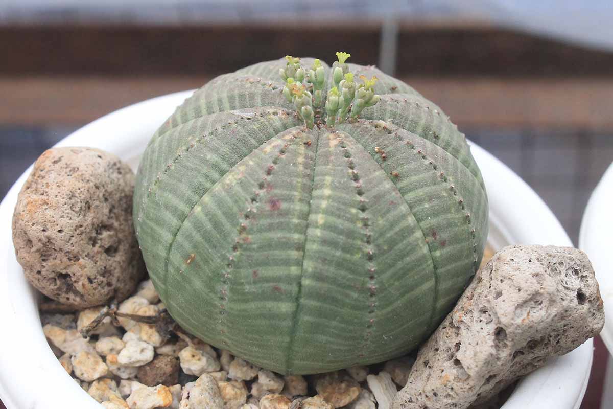 Heirloom Euphorbia Obesa Flower seeds for Planting Wildflower Mix Heirloom & GMO Free Seeds for Home Garden