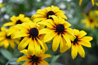 Yellow Black-Eyed Susan Planting Seeds - Bright Garden Blooms