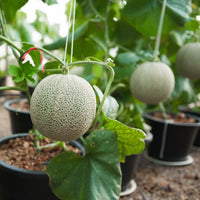 Cantaloupe Melon Seeds for Planting - Green and White Variety