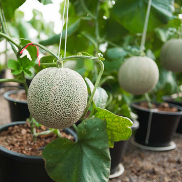 Cantaloupe Melon Seeds for Planting - Green and White Variety
