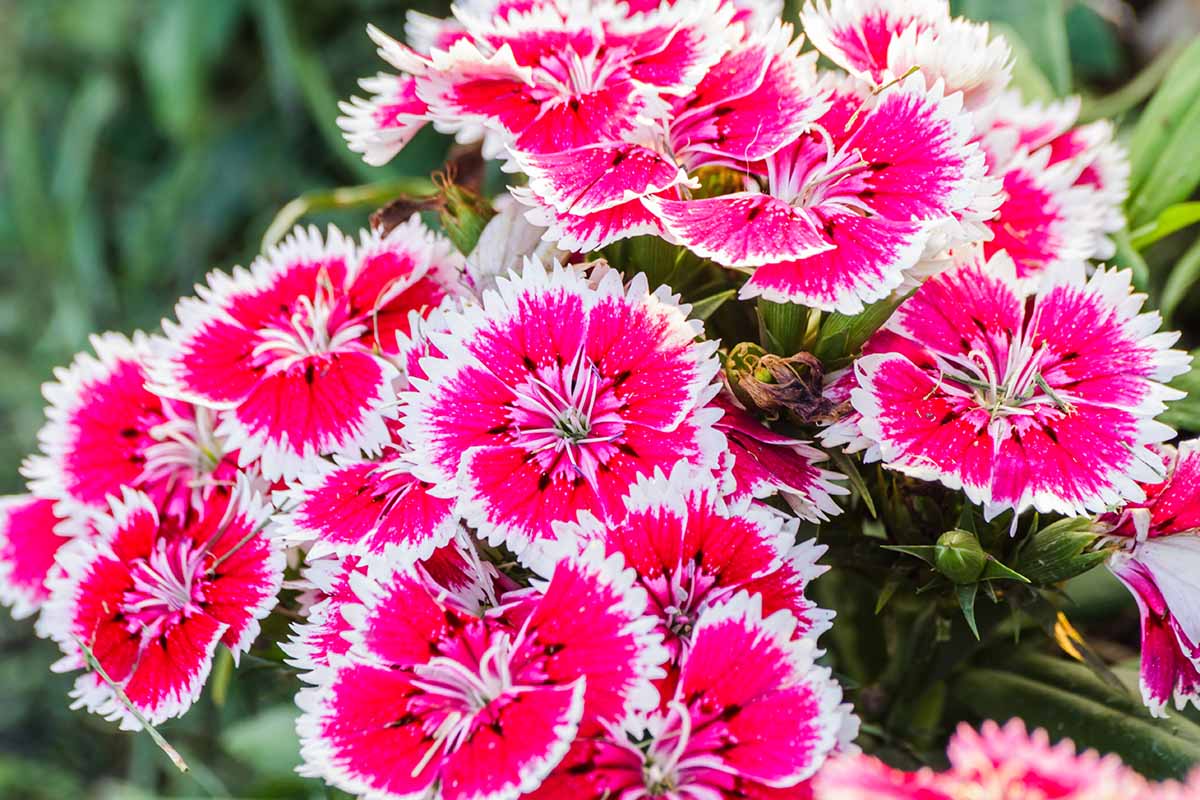 Heirloom Dianthus Flower seeds for Planting Premium Quality Heirloom & GMO Free Seeds for Home Garden