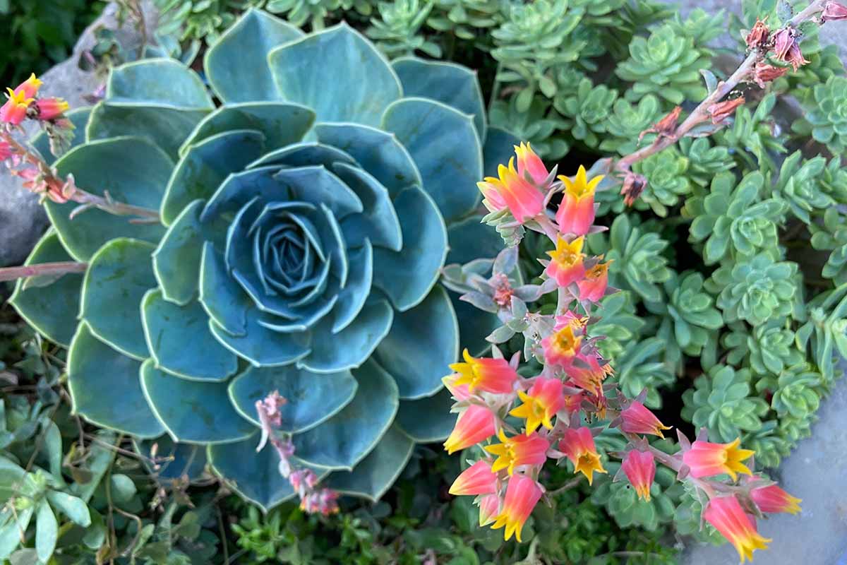 Mixed Echeveria Flower seeds for Planting Fragrant Blossoms Heirloom & GMO Free Seeds for Home Garden