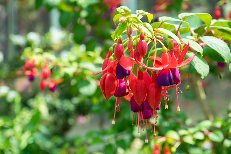 Dark Blue Red Fuchsia Flower Seeds for Planting Fragrant Blossoms Heirloom & GMO Free Seeds for Home Garden
 
 Sale