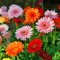 Gerbera Flower seeds for Planting - Premium Quality, Heirloom & GMO Free Seeds for Home Garden