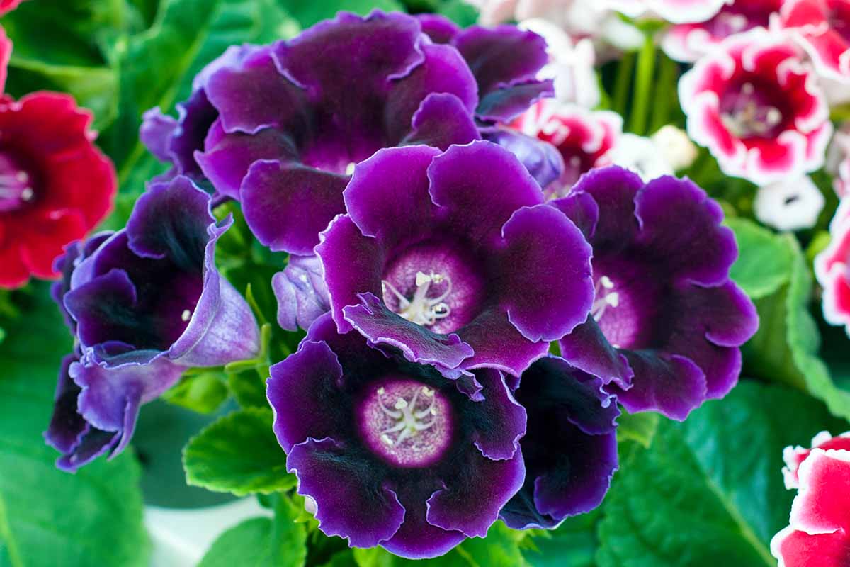 Purple Sinningia Gloxinia Flower seeds for Planting - Perfect for Borders, Heirloom & GMO Free Seeds for Home Garden