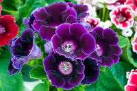 Purple Sinningia Gloxinia Flower seeds for Planting - Perfect for Borders, Heirloom & GMO Free Seeds for Home Garden