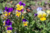 Johnny Jump Ups Flower seeds for Planting Perfect for Borders Heirloom & GMO Free Seeds for Home Garden