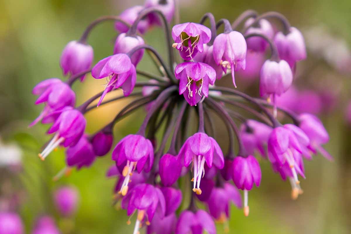 Purple Cernuum Flower seeds for Planting - Hardy Variety, Heirloom & GMO Free Seeds for Home Garden