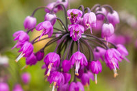 Purple Cernuum Flower seeds for Planting - Hardy Variety, Heirloom & GMO Free Seeds for Home Garden