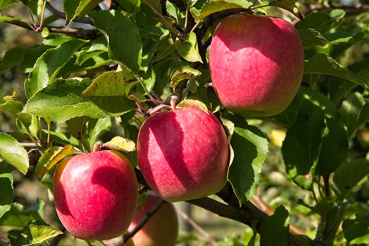 Premium Pink Apple Tree Seeds for Planting - Grow Your Own Delicious Apples