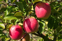 Premium Pink Apple Tree Seeds for Planting - Grow Your Own Delicious Apples