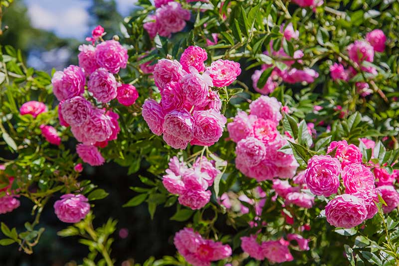 Climbing Rose Rosa Multiflora Seeds for Planting Vertical Spaces Flower Walls