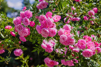 Climbing Rose Rosa Multiflora Seeds for Planting Vertical Spaces Flower Walls