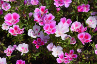 Clarkia Clarkia spp Flower Seeds for Planting in Flower Bed and Garden