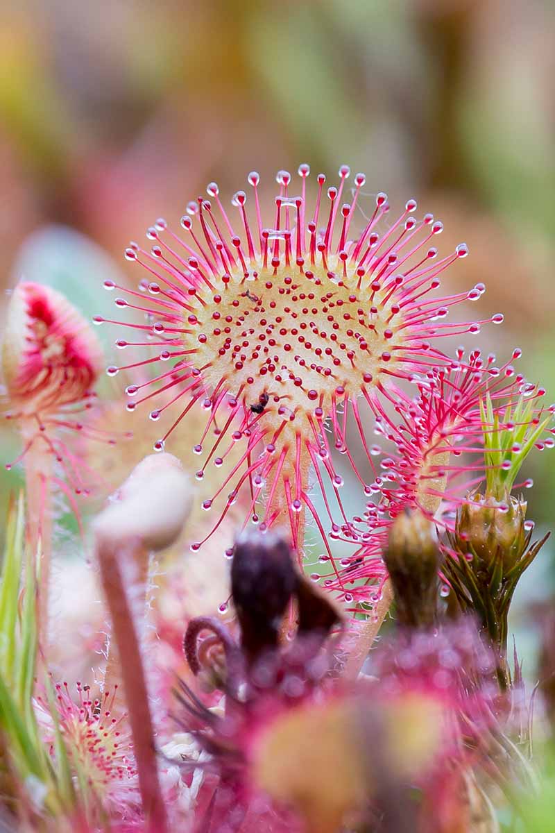 Light Pink Sundew for Planting Hardy Variety Heirloom & GMO Free Seeds for Home Garden
 
 Sale