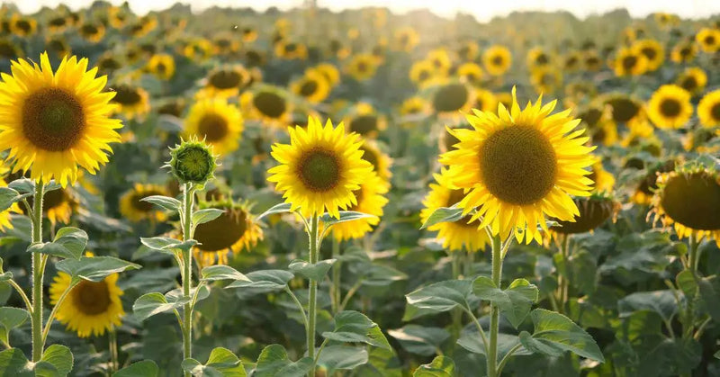 Yellow Sunflower Seeds For Planting - Grow Bright Sunflowers Flower