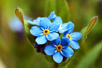 Forget Me Not Flower seeds for Planting - Long Bloom Season, Heirloom & GMO Free Seeds for Home Garden
