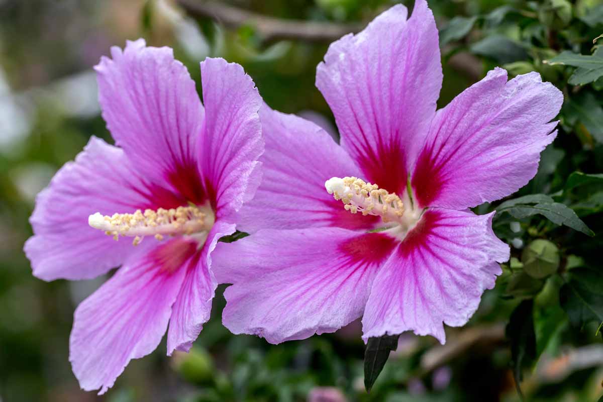 Pink Sharon Flower seeds for Planting - Colorful Display, Heirloom & GMO Free Seeds for Home Garden