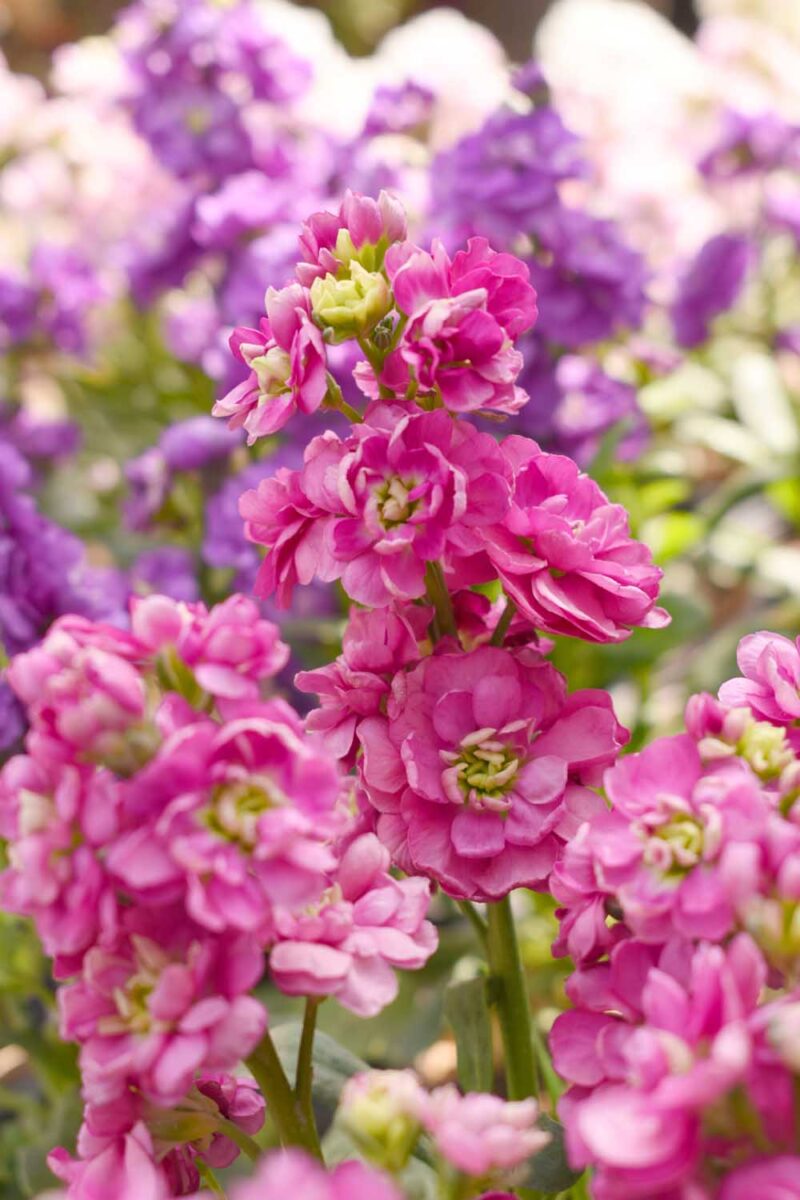 Pink Matthiola Flower Seeds for Garden Fragrant Blossoms Heirloom & GMO Free Seeds for Home Garden
 
 Sale