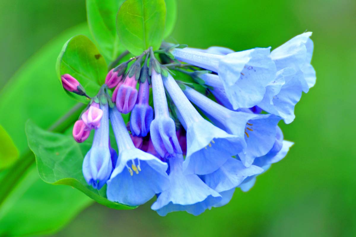 Blue Woodruff Flower seeds for Planting - Wildflower Mix, Heirloom & GMO Free Seeds for Home Garden