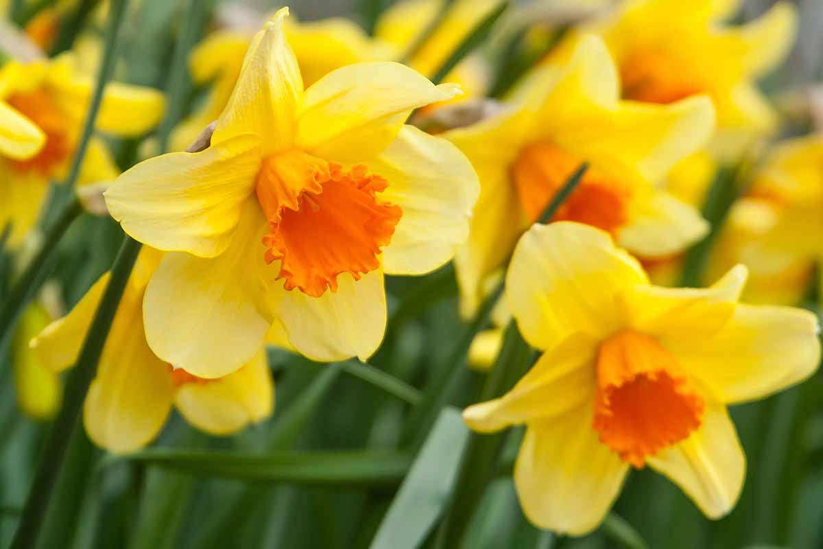 Narcissus Flower seeds for Planting Wildflower Mix Heirloom & GMO Free Seeds for Home Garden