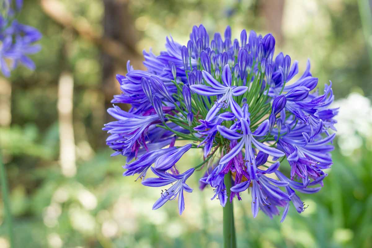Light Blue Agapanthus Flower seeds for Planting - Fragrant Blossoms, Heirloom & GMO Free Seeds for Home Garden