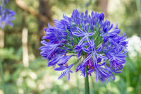 Light Blue Agapanthus Flower seeds for Planting - Fragrant Blossoms, Heirloom & GMO Free Seeds for Home Garden