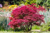Maple Bonsai Tree Seeds for Planting  Multi-Colored