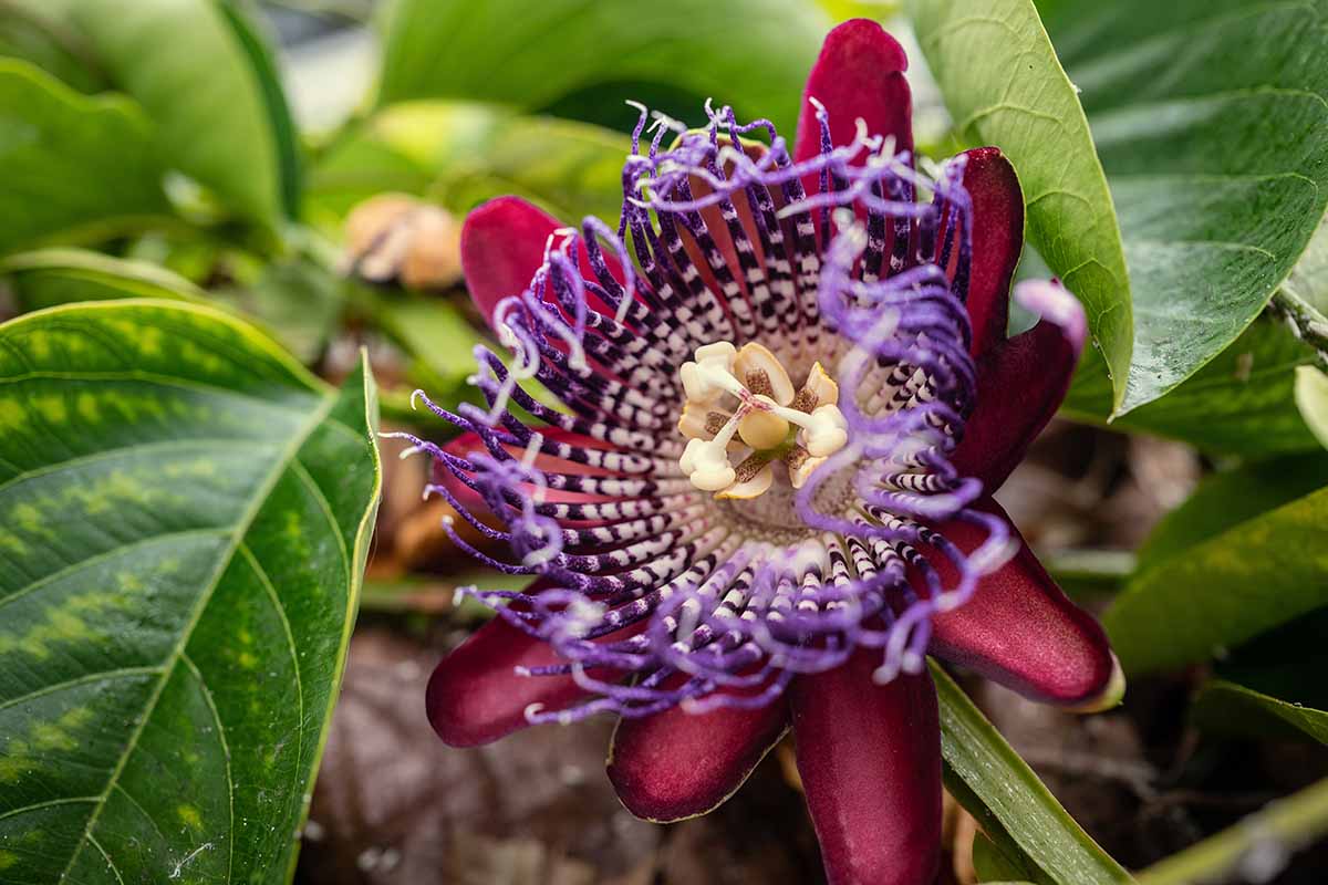 Red Blue Passiflora Flower Seeds for Planting Premium Quality Heirloom & GMO Free Seeds for Home Garden
 
 Sale
