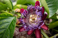 Red Blue Passiflora Flower Seeds for Planting Premium Quality Heirloom & GMO Free Seeds for Home Garden
 
 Sale