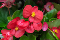 Heirloom Begonia Flower seeds for Planting Hardy Variety Heirloom & GMO Free Seeds for Home Garden