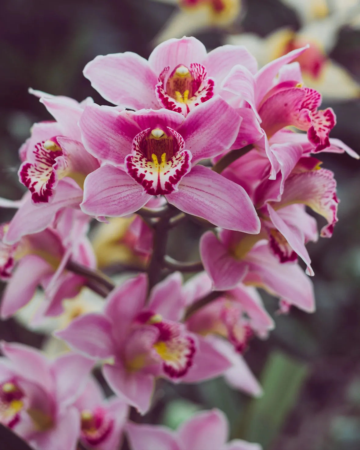 Mixed Cymbidium Orchid Flower seeds for Planting - Colorful Display, Heirloom & GMO Free Seeds for Home Garden