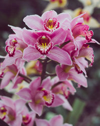Mixed Cymbidium Orchid Flower seeds for Planting - Colorful Display, Heirloom & GMO Free Seeds for Home Garden