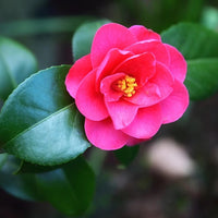 Camellia Japonica Flower seeds for Planting - Wildflower Mix, Heirloom & GMO Free Seeds for Home Garden