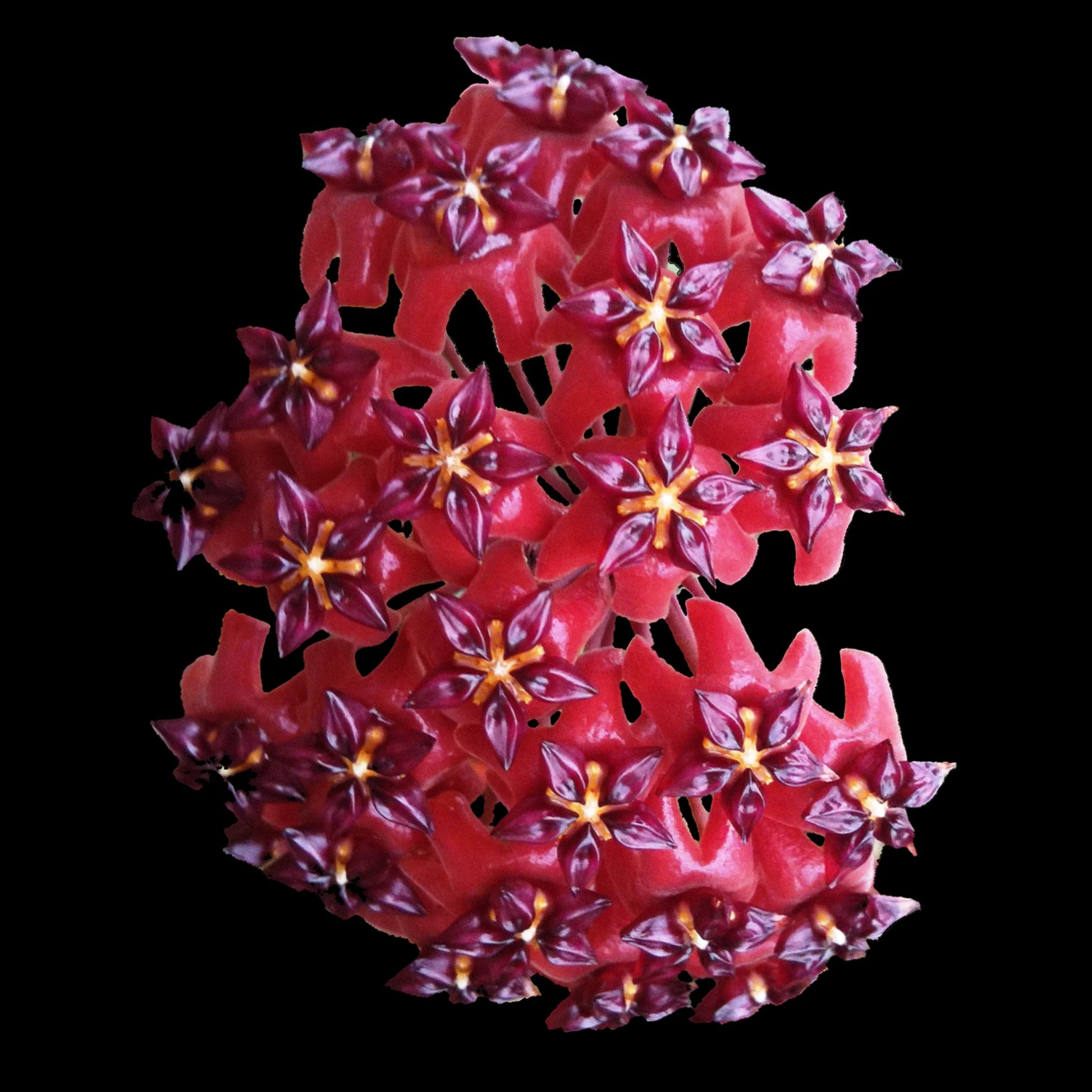 Purple Red Hoya Flower seeds for Planting Premium Quality Heirloom & GMO Free Seeds for Home Garden