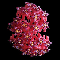 Purple Red Hoya Flower seeds for Planting Premium Quality Heirloom & GMO Free Seeds for Home Garden