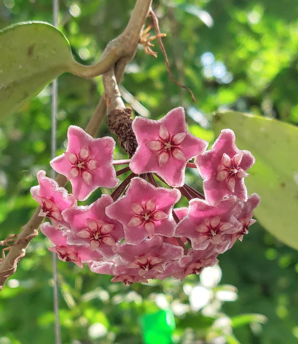 Hoya Carnosa Flower seeds for Planting Cut Flower Favorite Heirloom & GMO Free Seeds for Home Garden