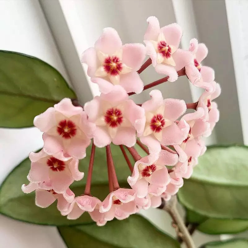 Peach Pink Carnosa Flower Seeds for Garden Vibrant Colors Heirloom & GMO Free Seeds for Home Garden
 
 Sale