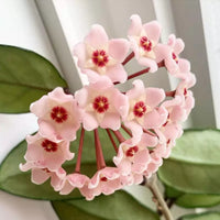 Peach Pink Carnosa Flower Seeds for Garden Vibrant Colors Heirloom & GMO Free Seeds for Home Garden
 
 Sale