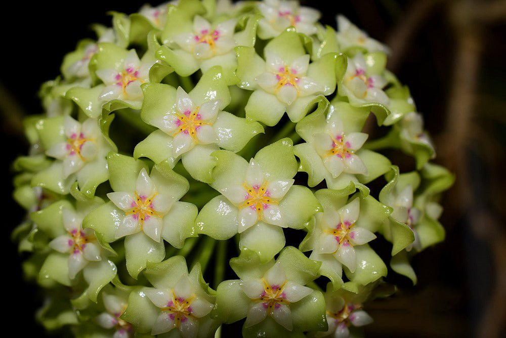 Green-Red Hoya Flower seeds for Planting - Long Bloom Season, Heirloom & GMO Free Seeds for Home Garden