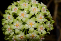 Green-Red Hoya Flower seeds for Planting - Long Bloom Season, Heirloom & GMO Free Seeds for Home Garden