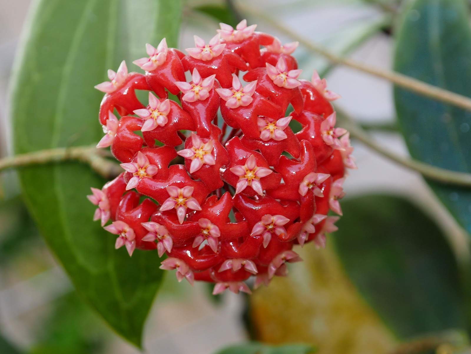 Mixed Hoya seeds for planting