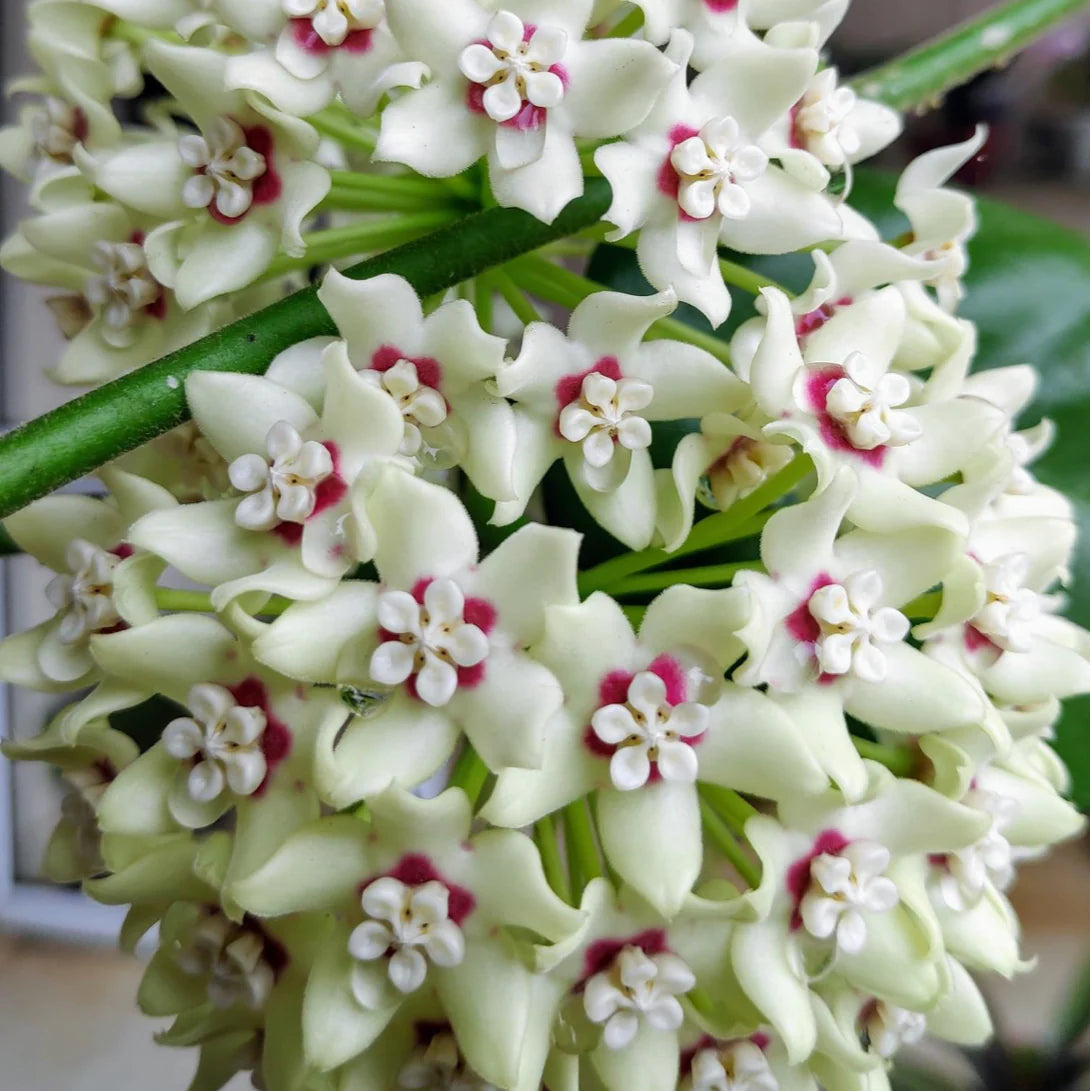 Dark Cream Hoya Carnosa Flower Seeds for Planting Seasonal Bloomer Heirloom & GMO Free Seeds for Home Garden
 
 Sale