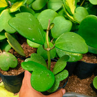 Green Hoya Kerrii Flower seeds for Planting - Sun Loving, Heirloom & GMO Free Seeds for Home Garden