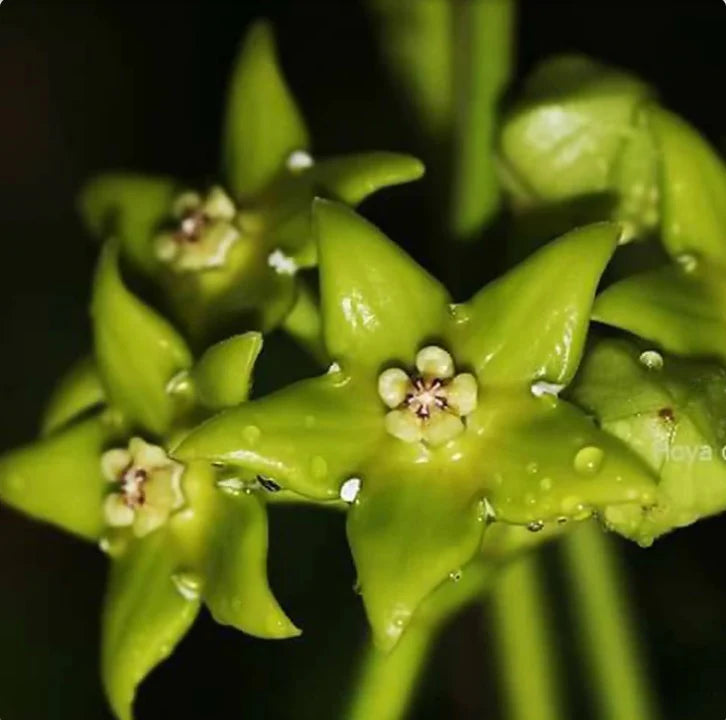 Green-Red Hoya Flower seeds for Planting - Long Bloom Season, Heirloom & GMO Free Seeds for Home Garden
