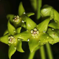 Green-Red Hoya Flower seeds for Planting - Long Bloom Season, Heirloom & GMO Free Seeds for Home Garden