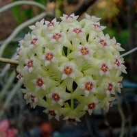 Green White Hoya Flower seeds for Planting - Vibrant Colors, Heirloom & GMO Free Seeds for Home Garden