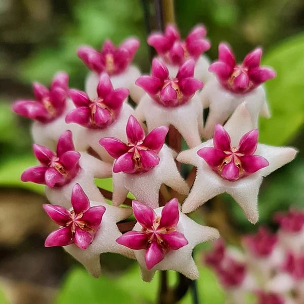 White Pink Hoya Flower Seeds for Planting Premium Quality Heirloom & GMO Free Seeds for Home Garden
 
 Sale